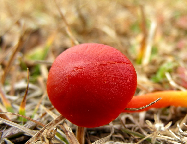 Viva le Hygrocybe!!!